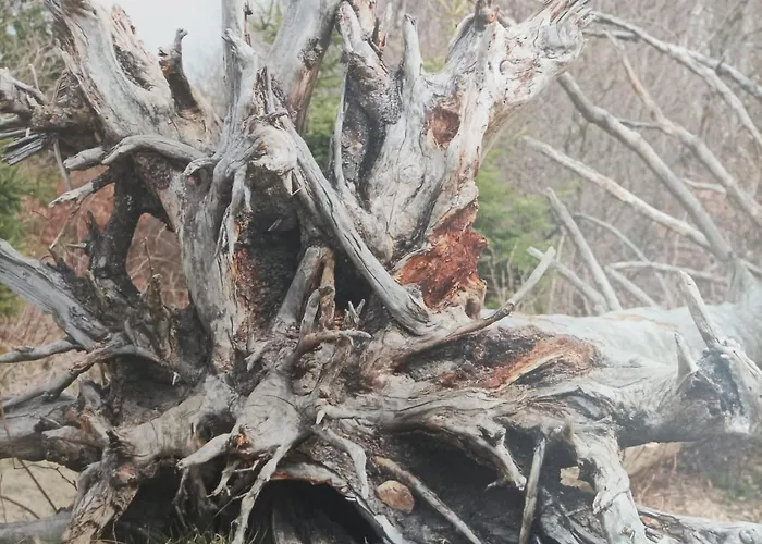 Ferienresidenz Wurmbergblick * Браунлаге